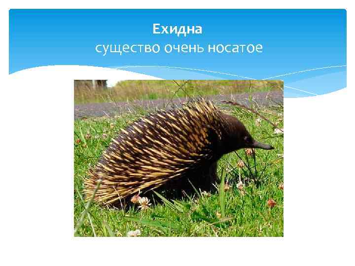 Ехидна существо очень носатое 