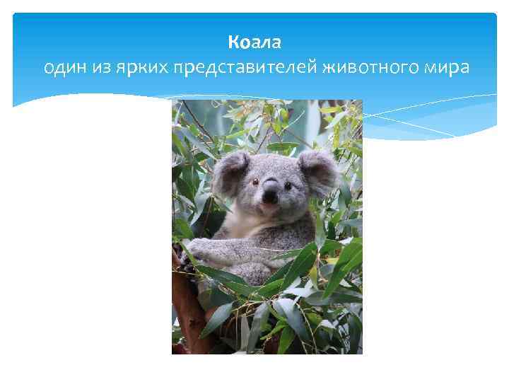 Коала один из ярких представителей животного мира 