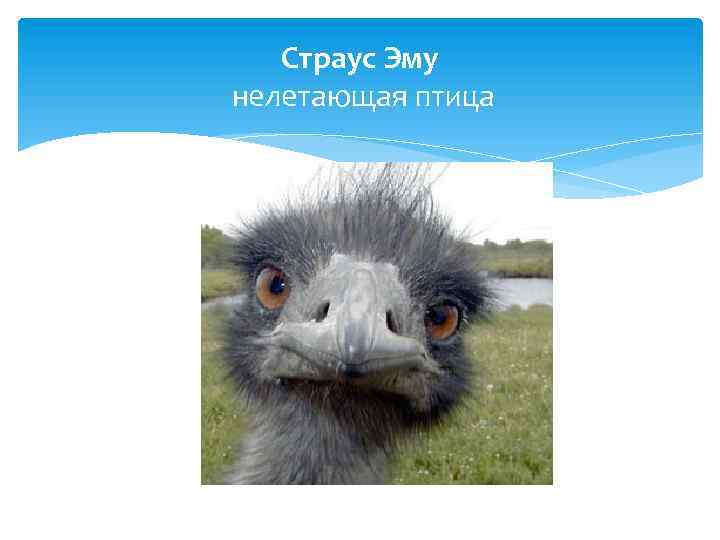 Страус Эму нелетающая птица 