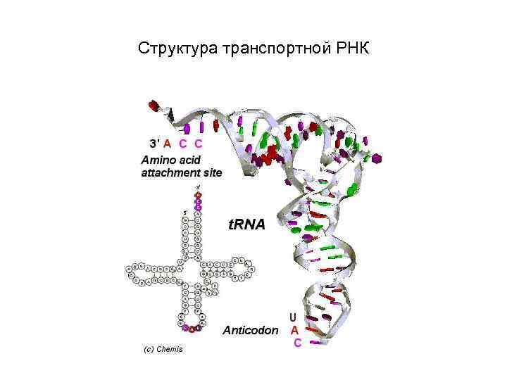 Структура транспортной РНК 