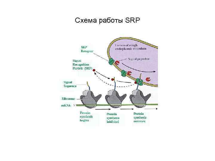 Схема работы SRP 