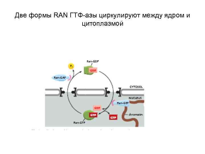 Две формы RAN ГТФ-азы циркулируют между ядром и цитоплазмой 