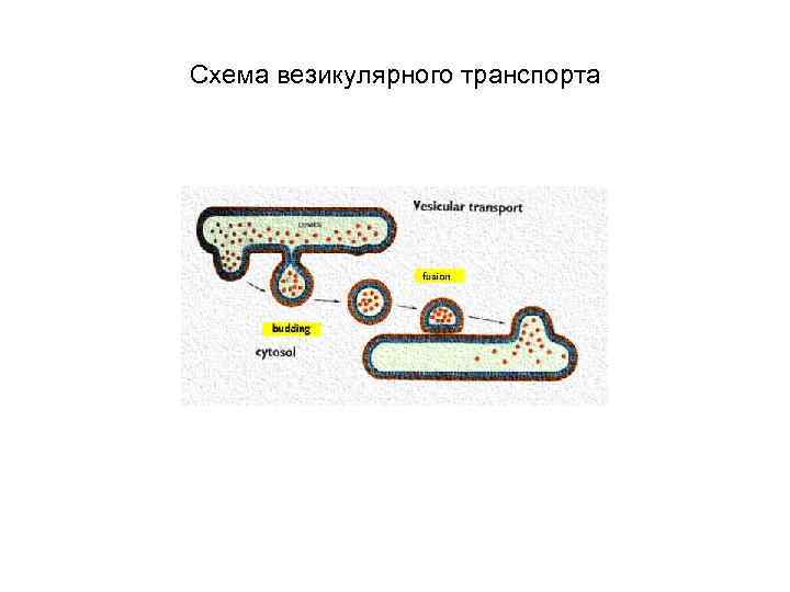 Схема везикулярного транспорта 