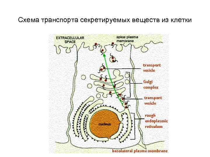 Поступление веществ в клетку. Механизмы проникновения веществ в клетку. Способы поступления веществ в клетку. Способы проникновения веществ в клетку и из клетки. Способы поступления веществ в клетку схема.