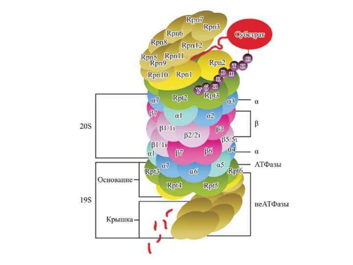 Схема протеасомы 