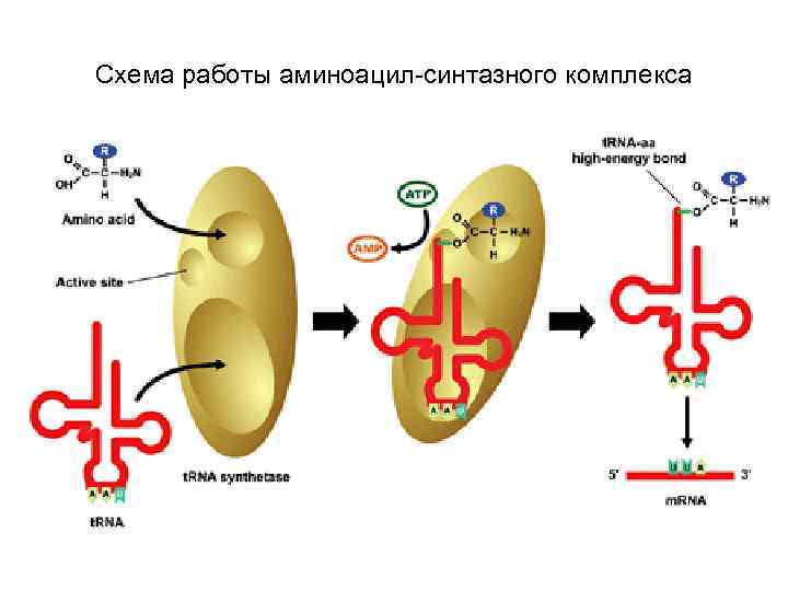 Схема работы аминоацил-синтазного комплекса 