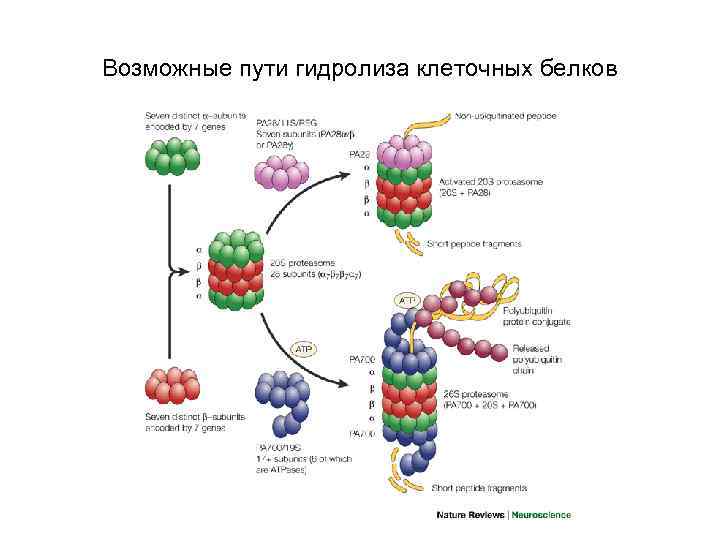 Возможные пути гидролиза клеточных белков 