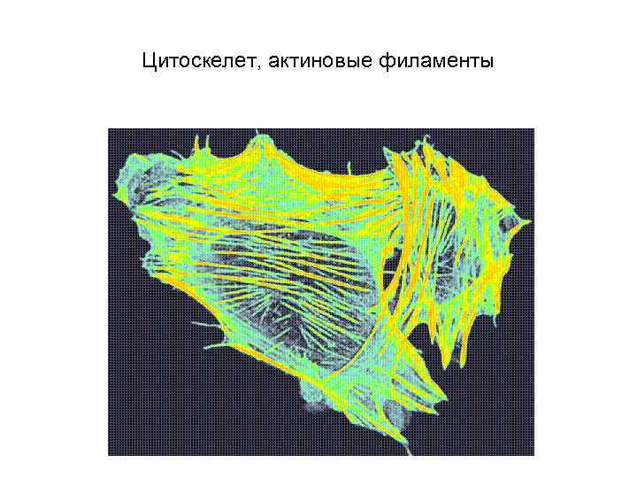 Цитоскелет, актиновые филаменты 