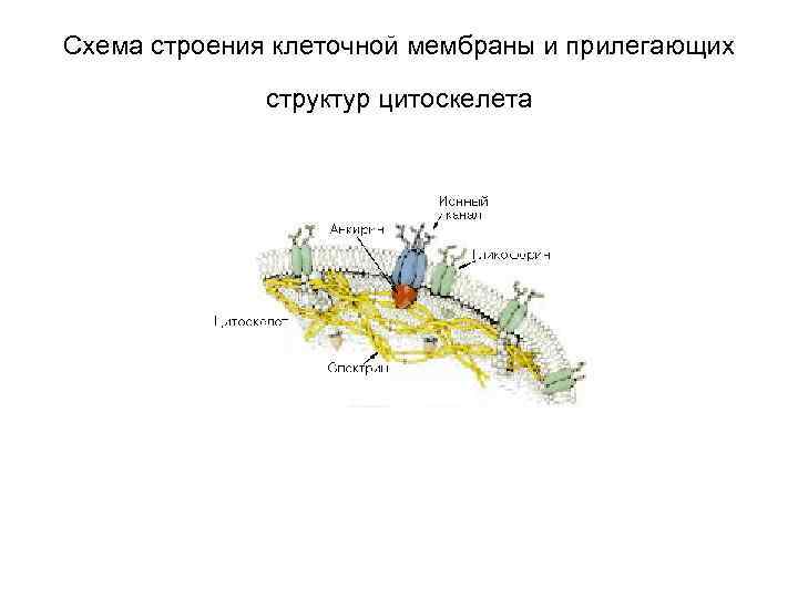 Схема строения клеточной мембраны и прилегающих структур цитоскелета 