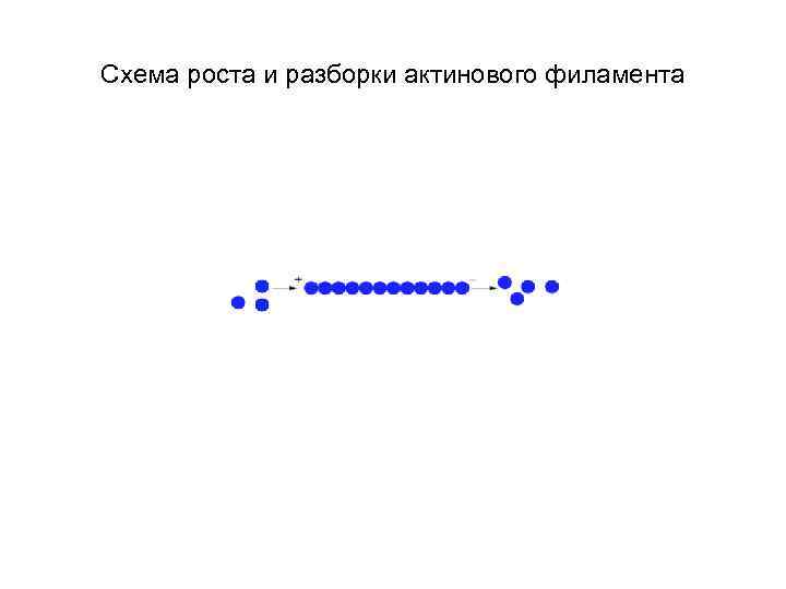 Схема роста и разборки актинового филамента 