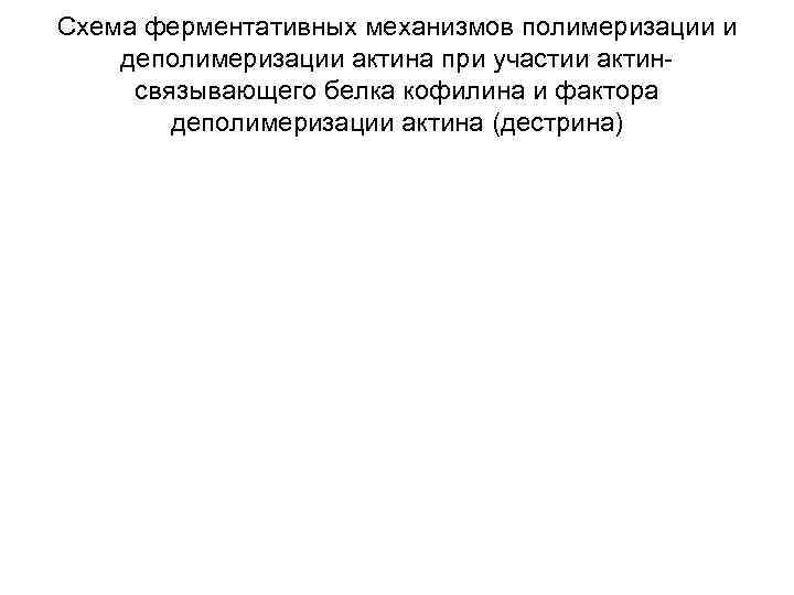 Схема ферментативных механизмов полимеризации и деполимеризации актина при участии актинсвязывающего белка кофилина и фактора