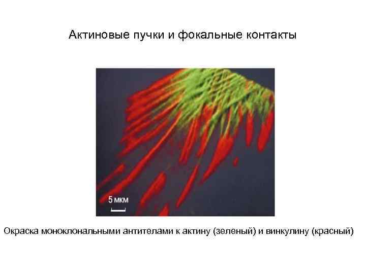 Актиновые пучки и фокальные контакты Окраска моноклональными антителами к актину (зеленый) и винкулину (красный)