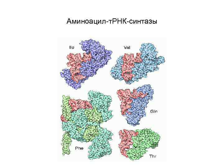 Аминоацил-т. РНК-синтазы 