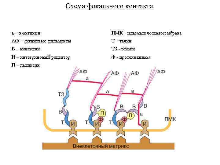 Схема фокального контакта а – α-актинин ПМК – плазматическая мембрана АФ – актиновые филаменты