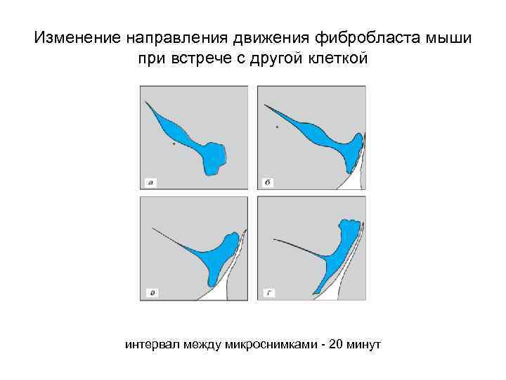 Изменение направления движения фибробласта мыши при встрече с другой клеткой интервал между микроснимками -