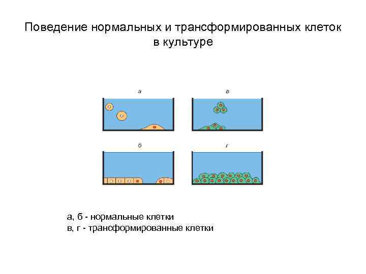 Поведение нормальных и трансформированных клеток в культуре а, б - нормальные клетки в, г