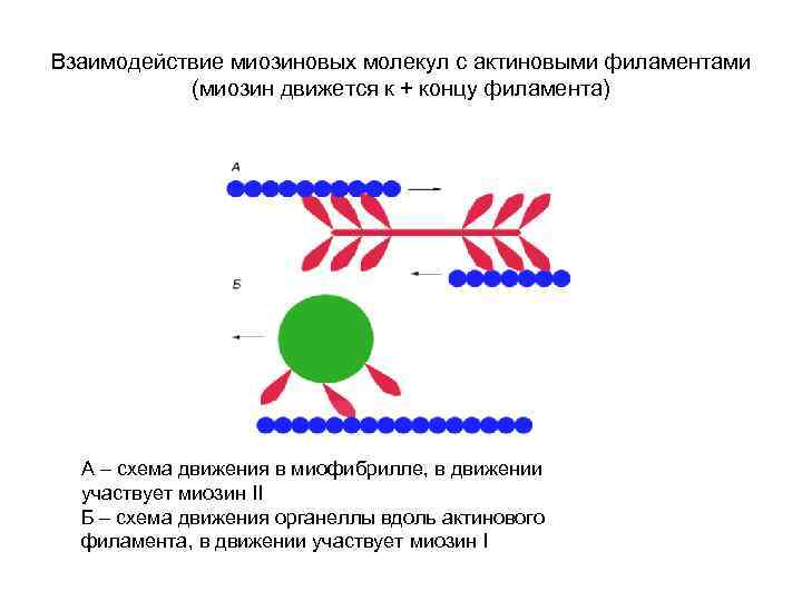 Взаимодействие миозиновых молекул с актиновыми филаментами (миозин движется к + концу филамента) А –