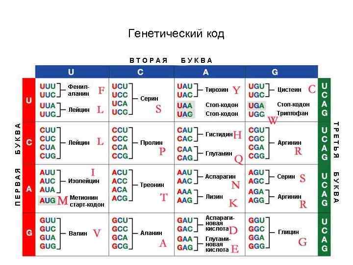 Генетический код 