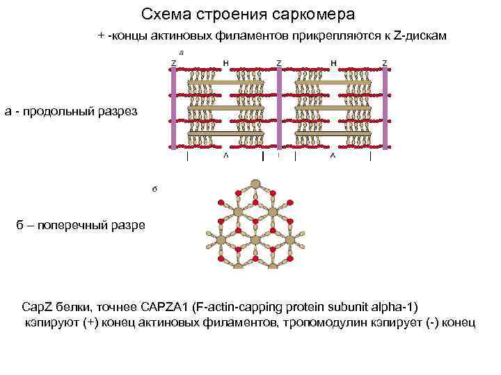 Схема строения саркомера + -концы актиновых филаментов прикрепляются к Z-дискам а - продольный разрез