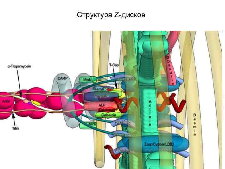 Структура Z-дисков 