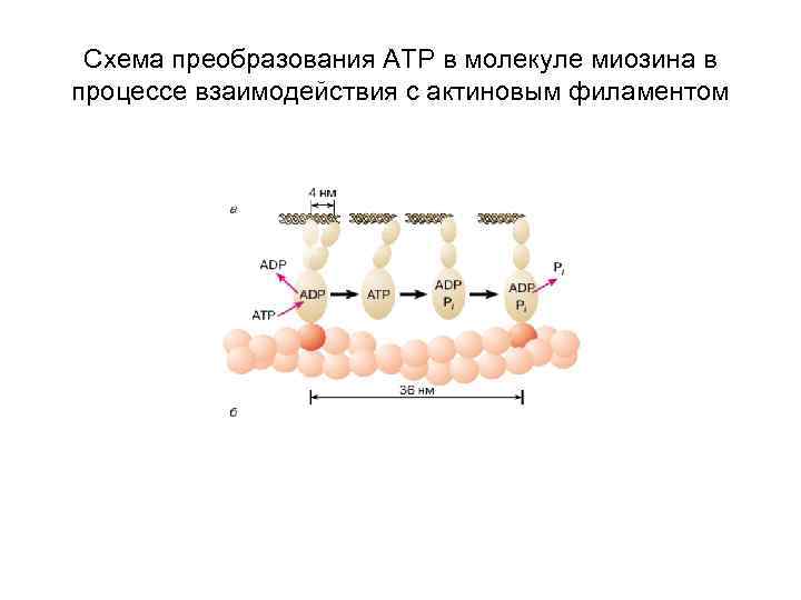 Схема преобразования АТР в молекуле миозина в процессе взаимодействия с актиновым филаментом 