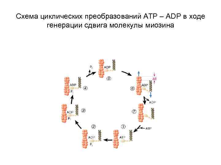 Схема циклических преобразований АТР – АDP в ходе генерации сдвига молекулы миозина 