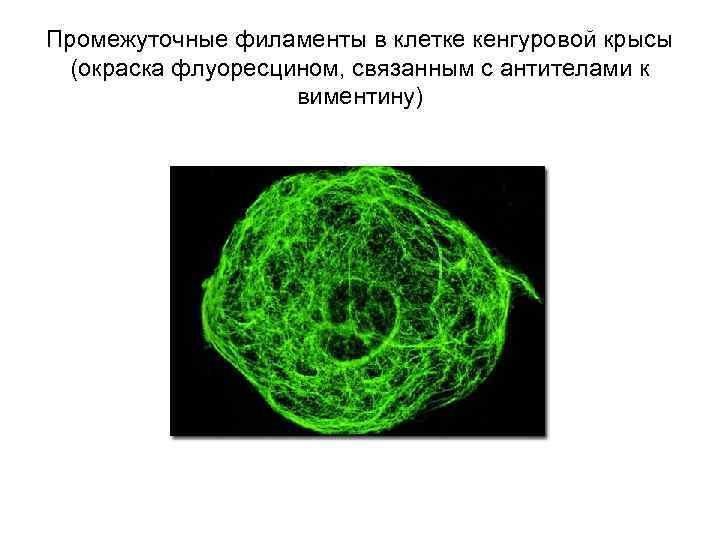 Промежуточные филаменты в клетке кенгуровой крысы (окраска флуоресцином, связанным с антителами к виментину) 