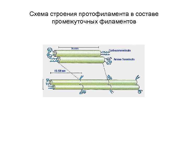 Схема строения протофиламента в составе промежуточных филаментов 