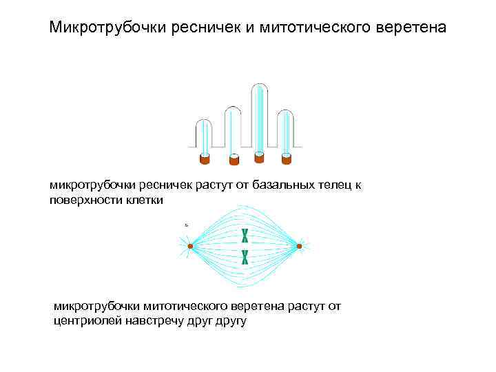 Микротрубочки ресничек и митотического веретена микротрубочки ресничек растут от базальных телец к поверхности клетки