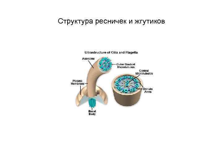 Структура ресничек и жгутиков 