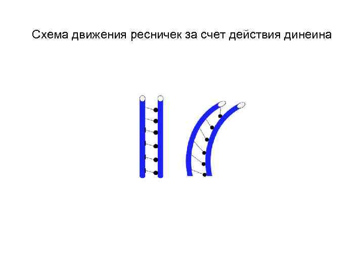 Схема движения ресничек за счет действия динеина 