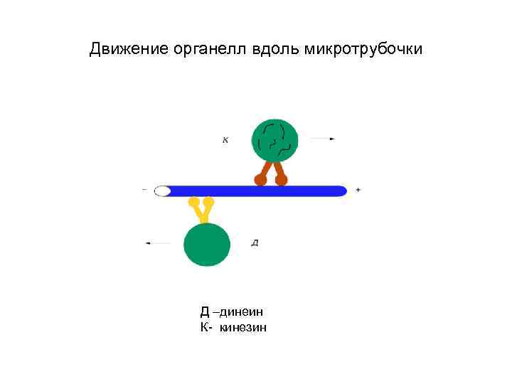 Движение органелл вдоль микротрубочки Д –динеин К- кинезин 