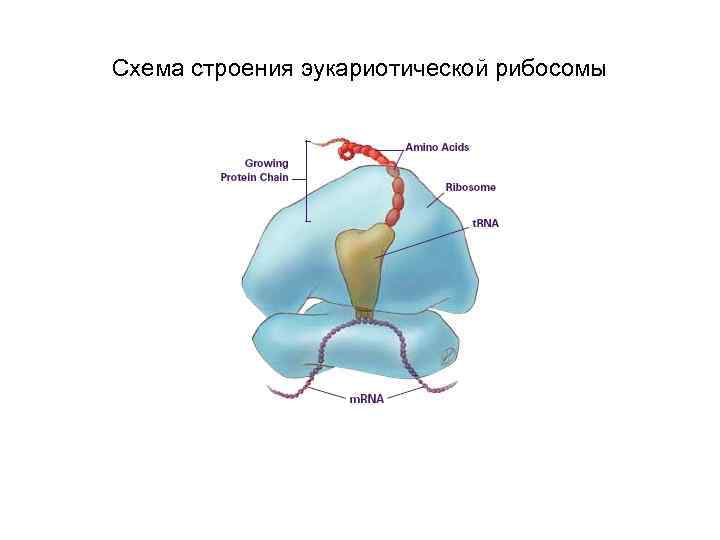 Образующая рибосомы