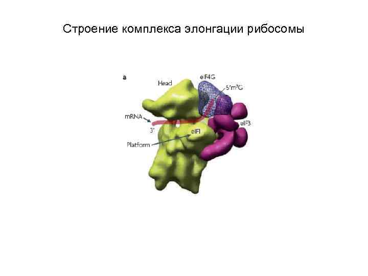 Строение комплекса элонгации рибосомы 