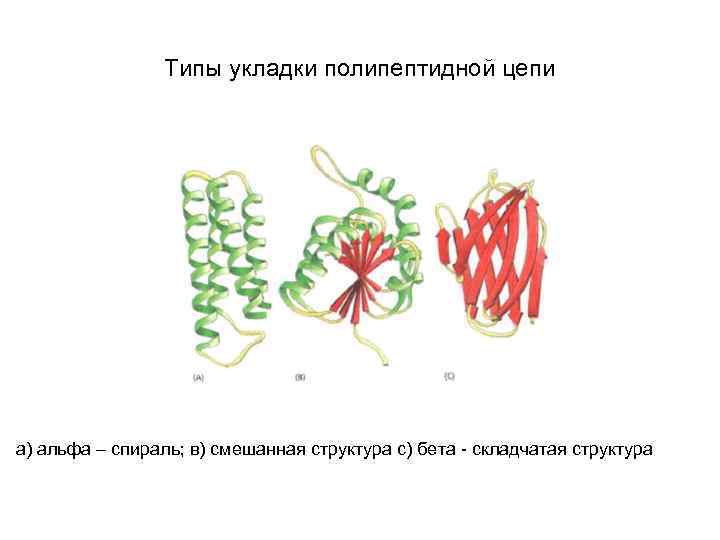 Типы укладки полипептидной цепи а) альфа – спираль; в) смешанная структура с) бета -