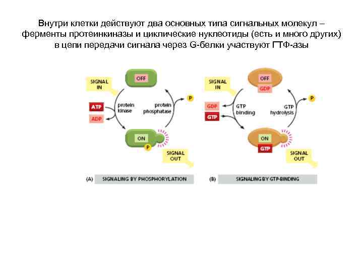 Внутри клетки действуют два основных типа сигнальных молекул – ферменты протеинкиназы и циклические нуклеотиды