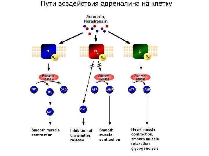 Пути воздействия адреналина на клетку 