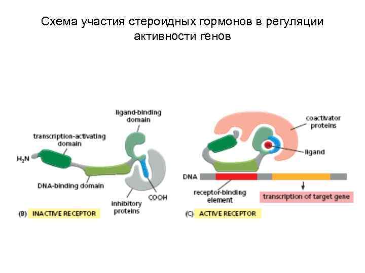 Схема участия стероидных гормонов в регуляции активности генов 