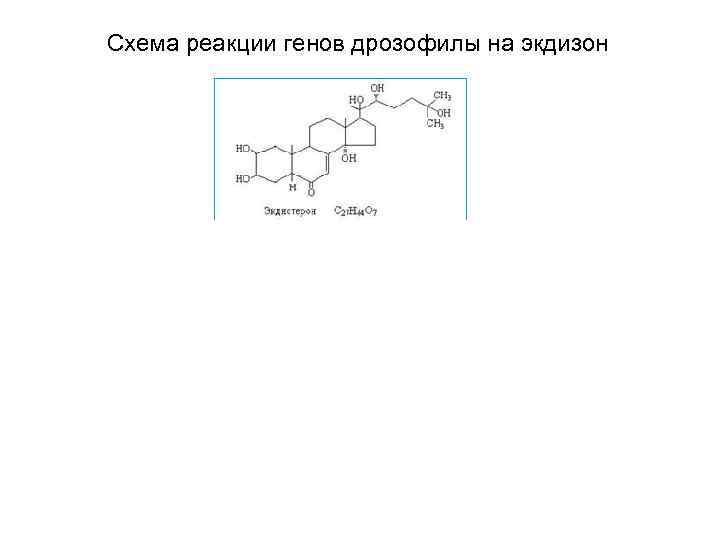 Схема реакции генов дрозофилы на экдизон 