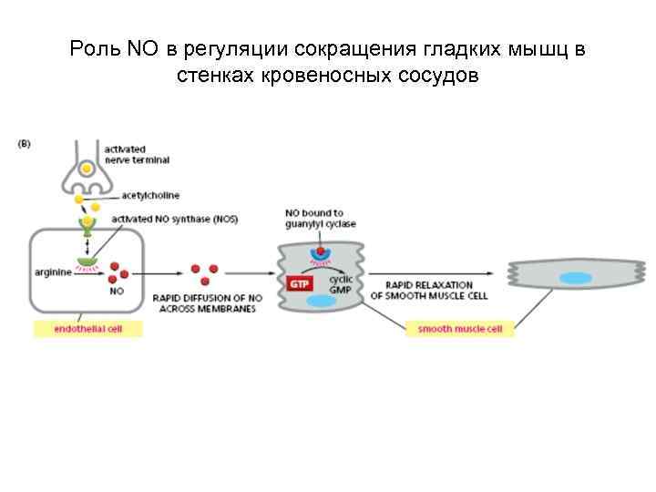 Сокращение гладкой мускулатуры сосудов