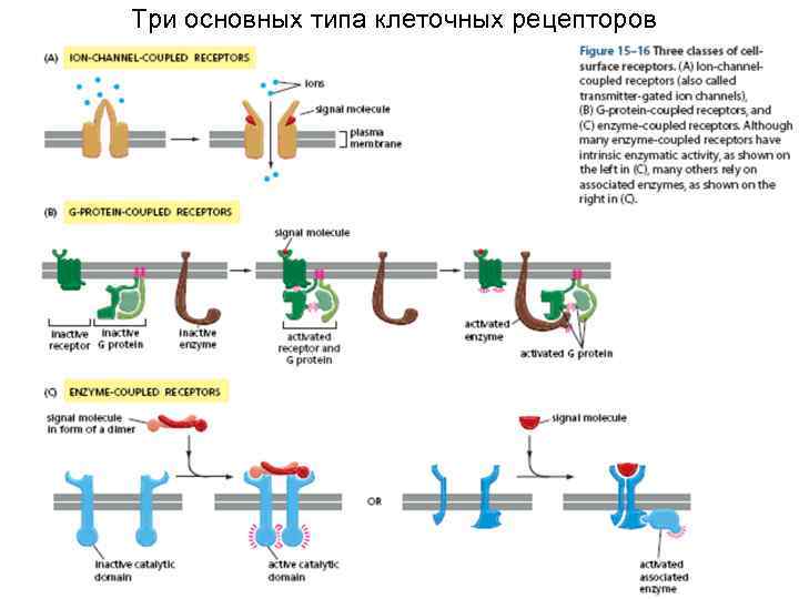 Три основных типа клеточных рецепторов 