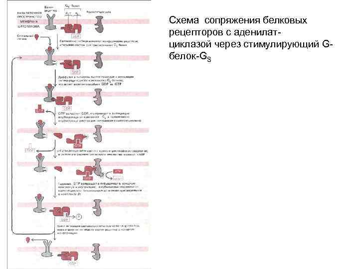 Схема сопряжения белковых рецепторов с аденилатциклазой через стимулирующий Gбелок-GS 