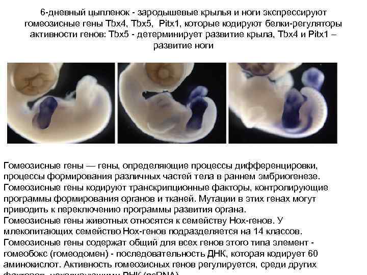 6 -дневный цыпленок - зародышевые крылья и ноги экспрессируют гомеозисные гены Tbx 4, Tbx