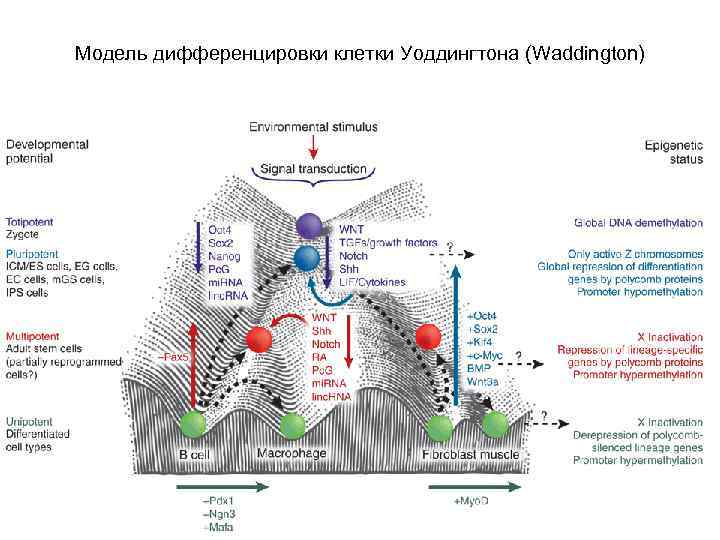 Модель дифференцировки клетки Уоддингтона (Waddington) 