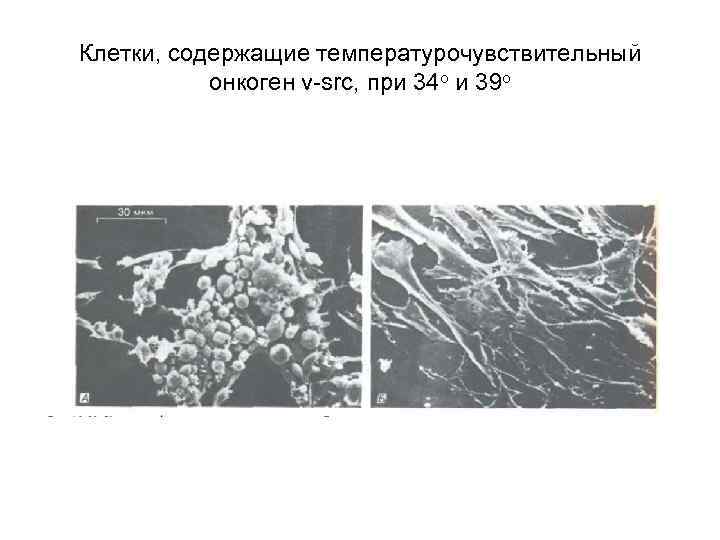 Клетки, содержащие температурочувствительный онкоген v-src, при 34 о и 39 о 