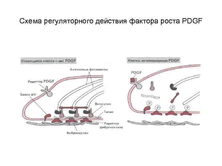 Схема регуляторного действия фактора роста PDGF 