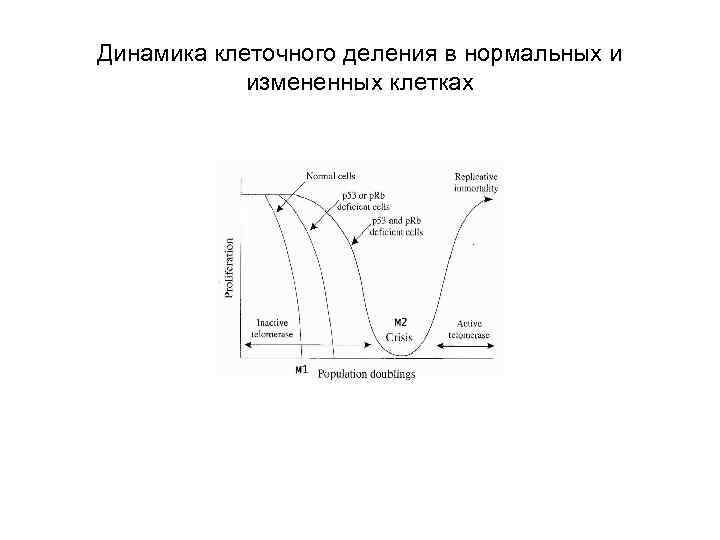 Динамика клеточного деления в нормальных и измененных клетках 