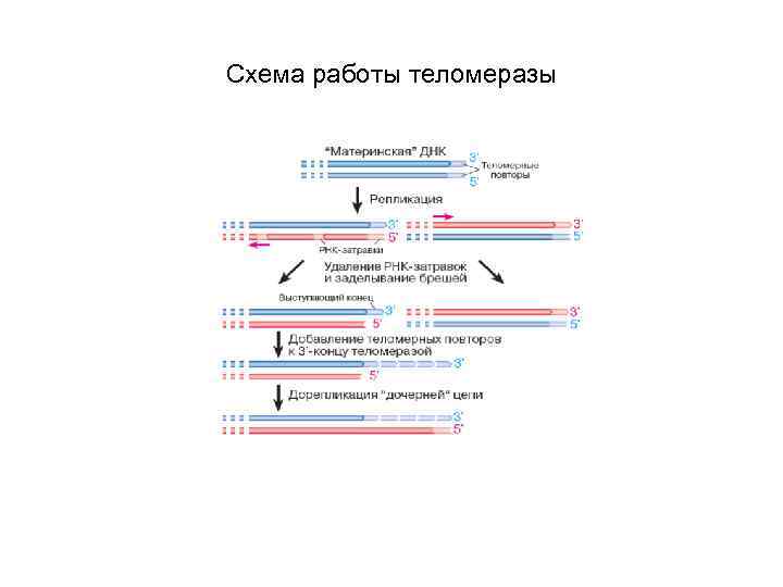 Схема работы теломеразы 