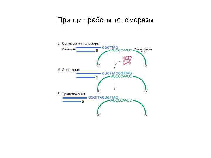 Принцип работы теломеразы 