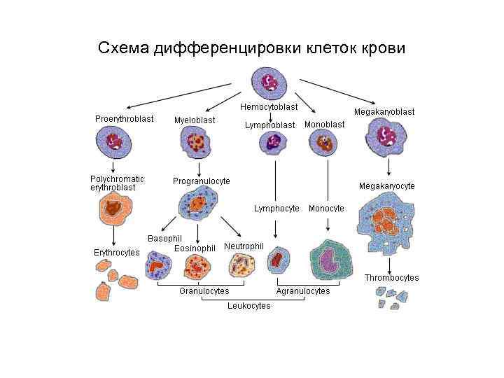 Схема дифференцировки клеток крови 